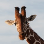 close-up of the head of a reticulated giraffe with a red-billed oxpecker sat on its neck just below the ear