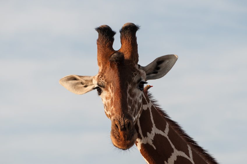 Eye to eye with a giraffe