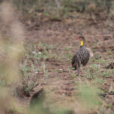 Yellow-necked spurfowl in profile showing red area around the eye