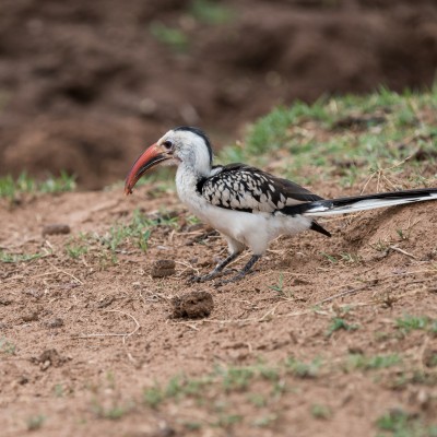 Photo of a red-billed hornbill with an insect in its beak