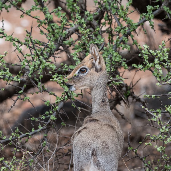 Close-up of a dik-dik delicately picking off the leaves of an Acacia
