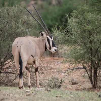 Oryx with its head in profile showing the long, slim ridged horns