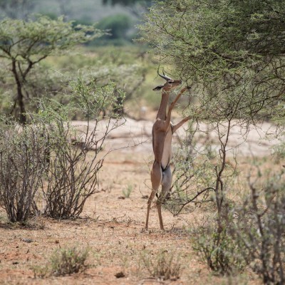 Male Gerenuk stood on its hind legs, holding down branches with its front legs so that it can feed