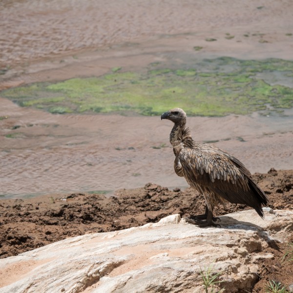 White-backed vulture perched on the edge of the river. Contrasting textures of stone, churned mud, and damp sand