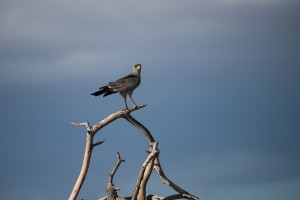 eastern chanting-goshawk on a bare branch, against a stormy sky, looking at the camera