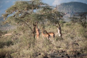 four gerenuk, two standing on their hind legs feeding