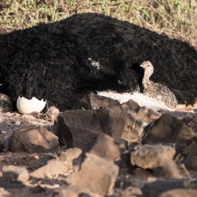 three recently hatched somali ostrich chicks. Two curled up near the neck of the ostrich and one further back looking to camera