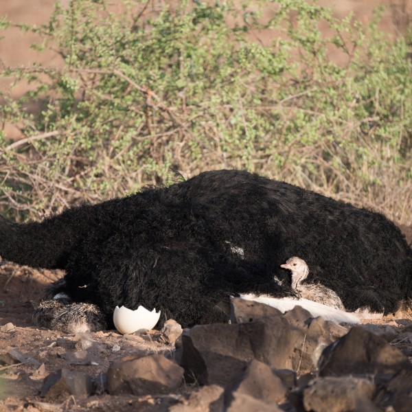 male somali ostrich with three chicks. Adult ostrich has its eyes closed.