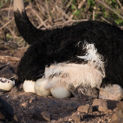 small somali ostrich chick partially covered by the large white feathers of its parent