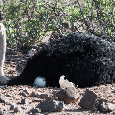 somali ostrich chick peering over the back of the adult