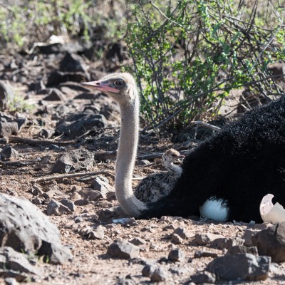 portrait of a male somali ostrich with its chick sitting in the curve of its neck