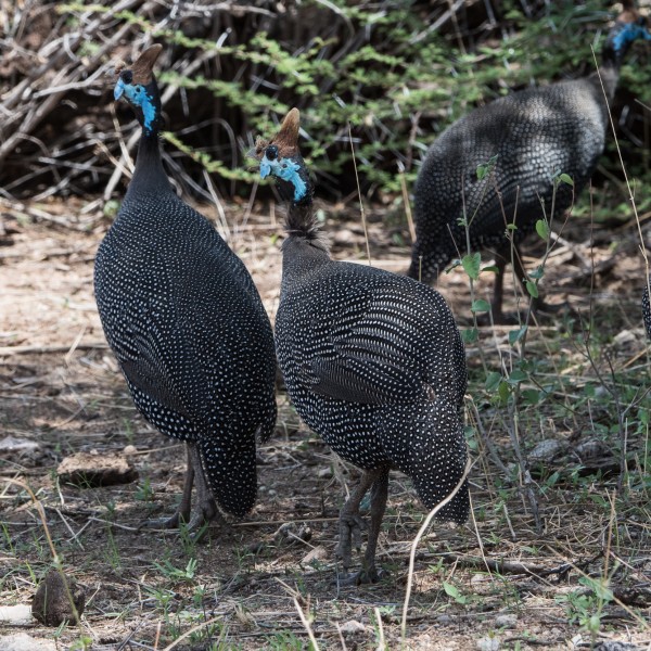 close up picture of helmeted guineafowl showing their head shape and iridescent colouring