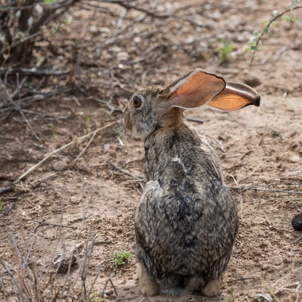 african hare with its back to us but its head in profile showing off very long whiskers and very large ears