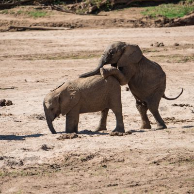 first baby elephant still concentrating on the sand while the second stands on its hind legs with its front feet on the bottom of its playmate