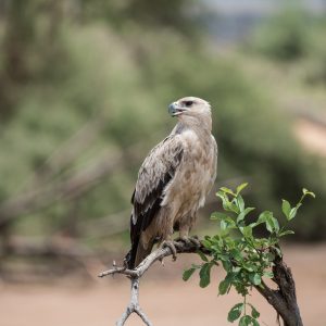 Close up of a tawny eagle
