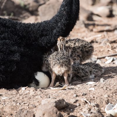Newly hatch somali ostrich chicks