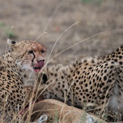 Cheetah cleaning blood from its nose