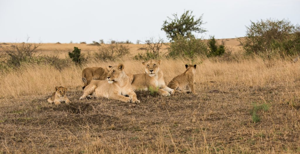 Lionesses with cubs