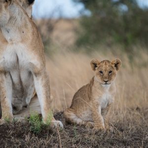 Cute lion cub 'posing'
