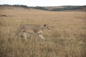 Lionesses moving towards distant prey