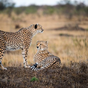 Cheetah and leopards
