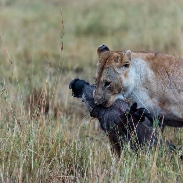 Close up of the lioness gripping the warthog