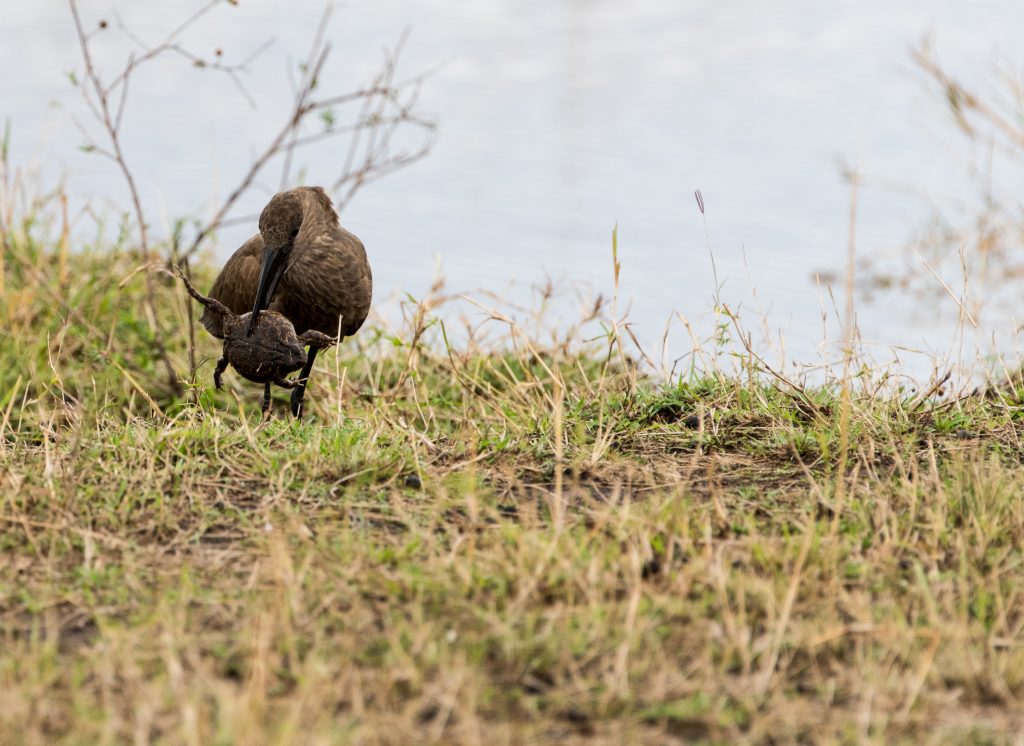 Hamerkop holding a very large and flat frog