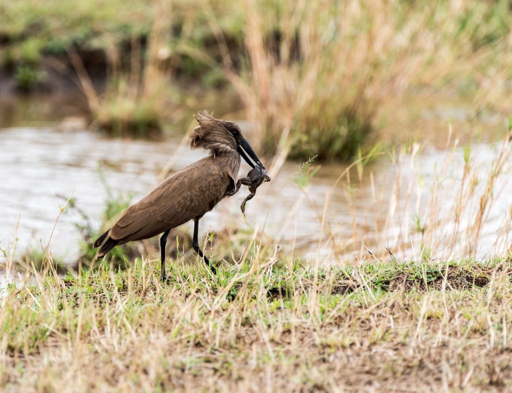 Hamerkop opens and closes its beak to change its grip on the frog