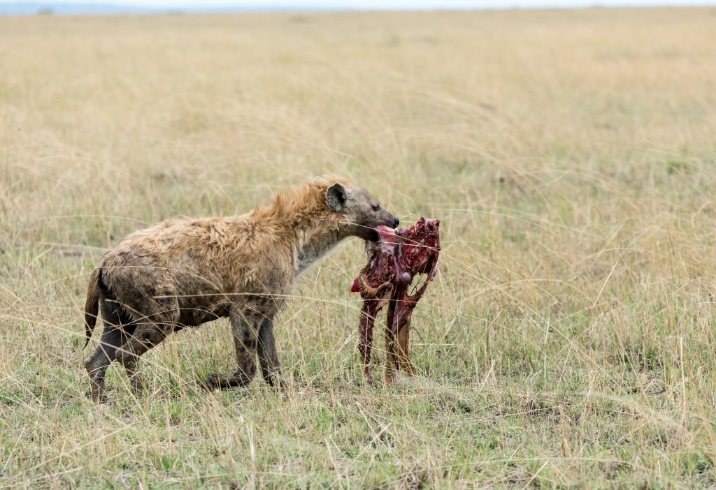Hyena with carcass
