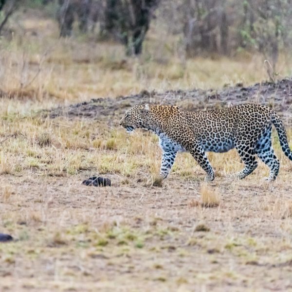 Job done the leopard walks slowly back to the scrub perimeter