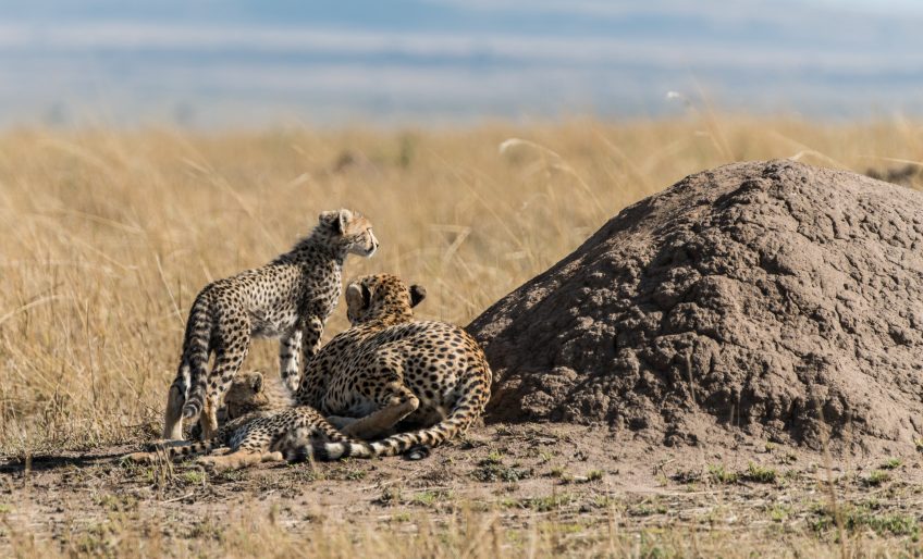 More cheetah and leopard – but never too many!