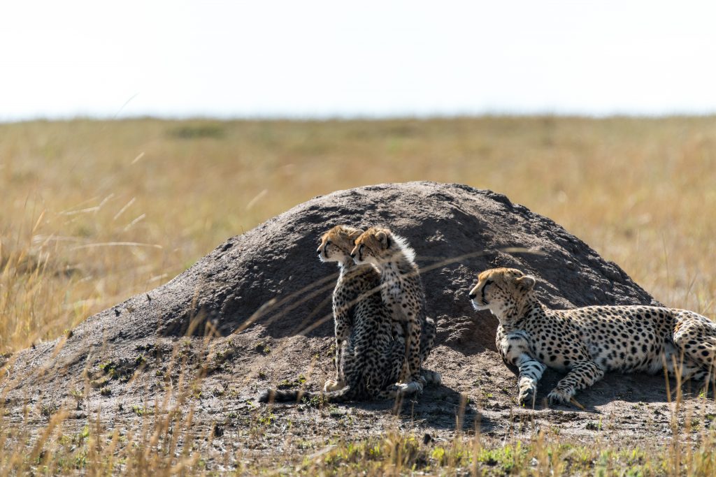 Two of the small cheetah cubs sitting up and focussed on something in the distance.