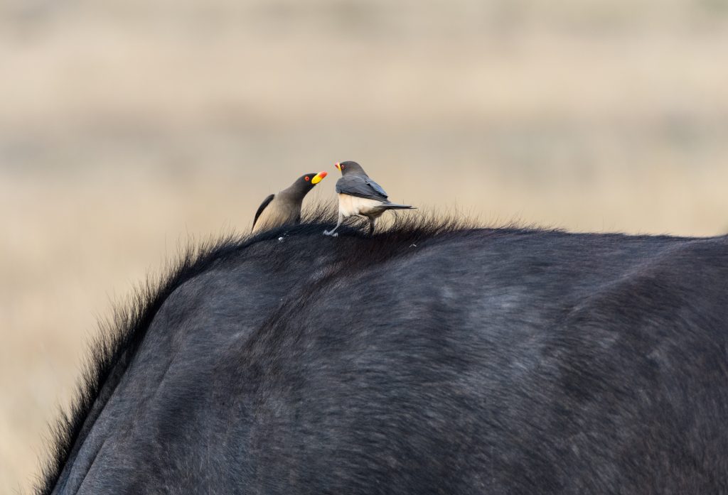 Two ox-peckers on the neck of a buffalo