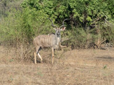 Magnificent Kudu