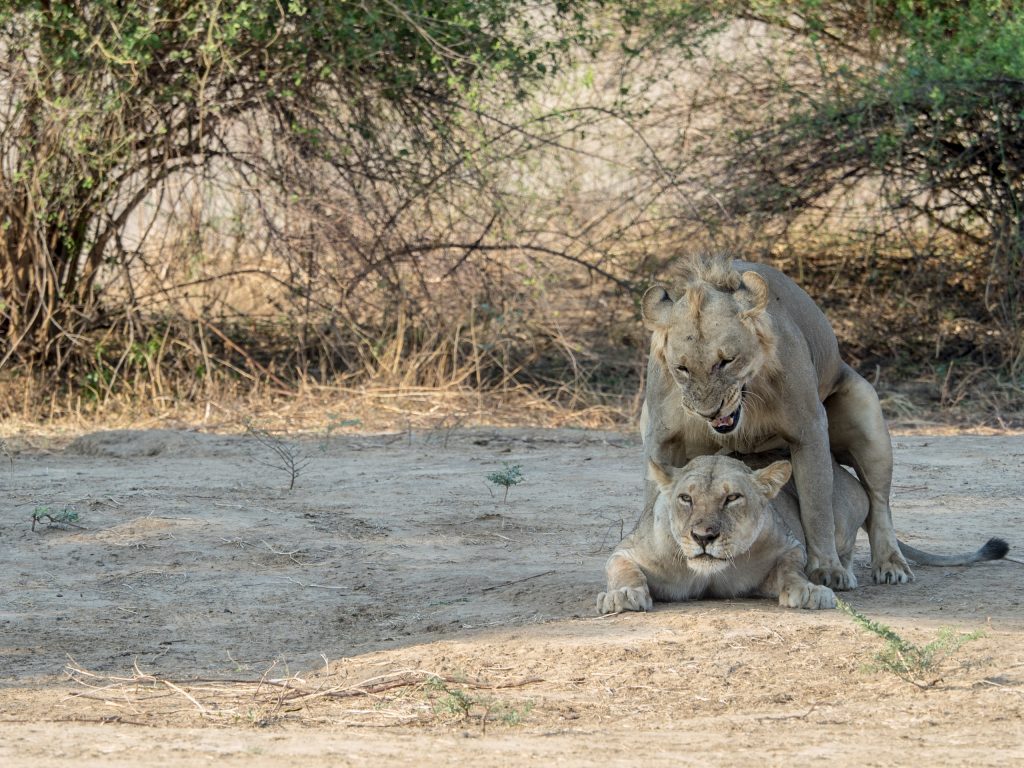 Mating pair of lions