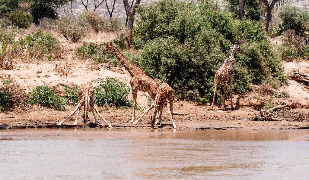 two of the four reticulated giraffe are drinking from the river. Their front legs are splayed and bent