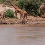 close up of reticulated giraffe drinking shows the angle needed to reach the water
