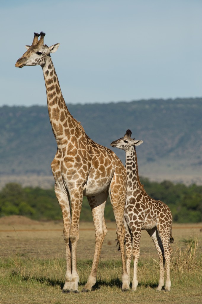 a mother and baby masai giraffe