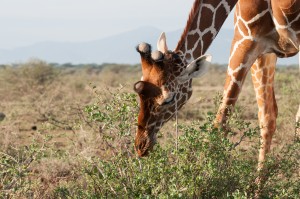 close-up of the head of a reticulated giraffe eating from a low bush