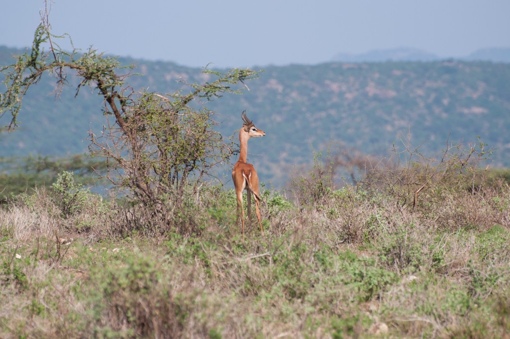 young male gerenuk, back to camera, looking out over the view