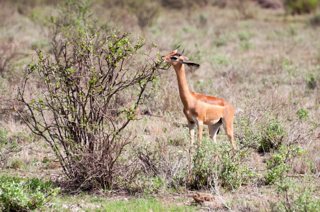 young male gerenuk feeding