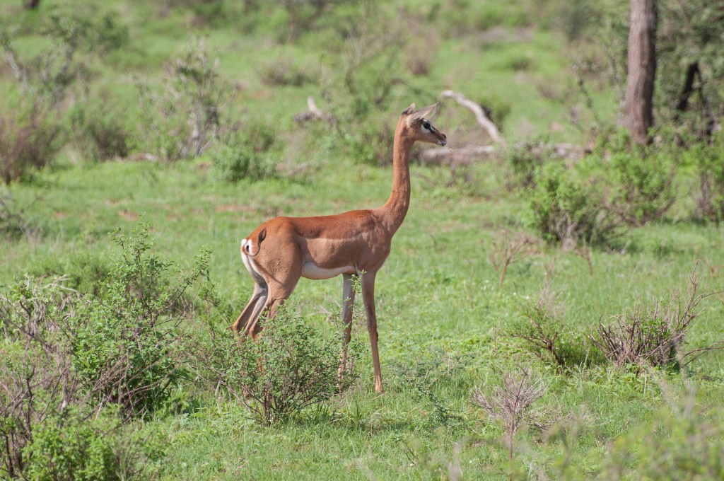 gerenuk in profile showing the long neck