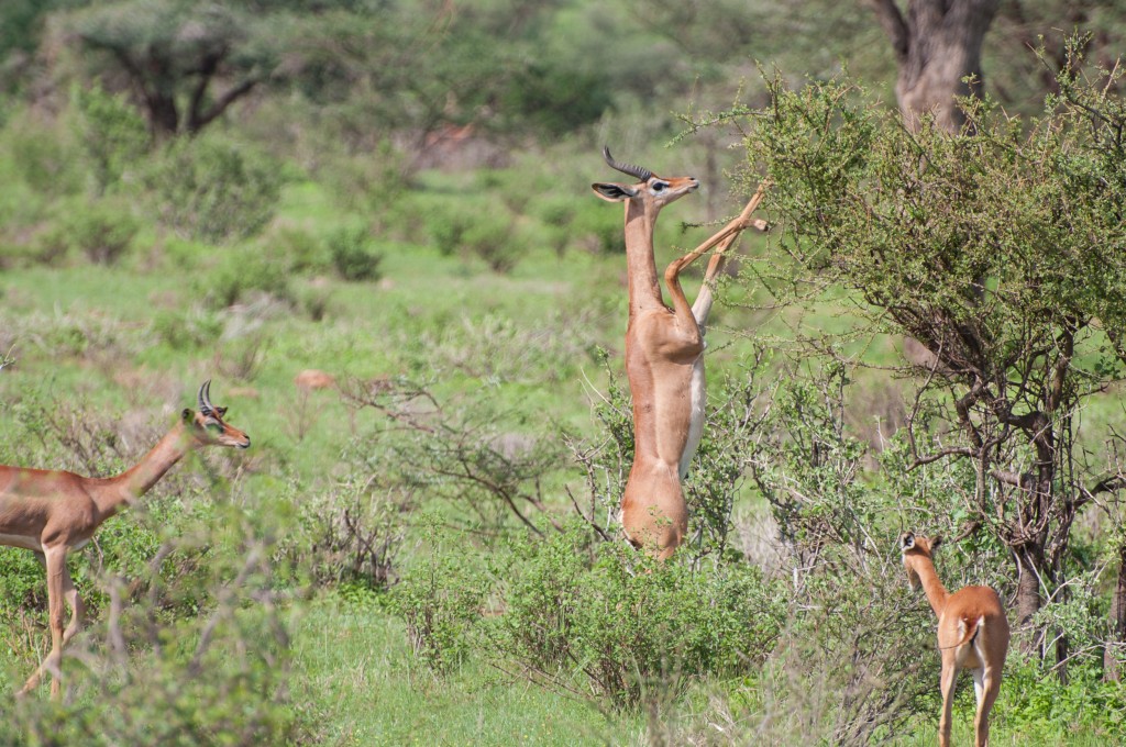 gerenuk is parting the leaves on the bush with its front legs to get a better look at what is on offer