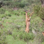 gerenuk is parting the leaves on the bush with its front legs to get a better look at what is on offer