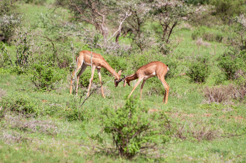 young gerenuk trying out their strength