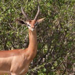 this gerenuk has a heart shaped face accentuated by the white markings