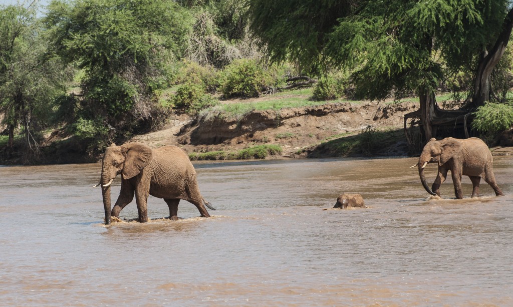 the match is striding ahead, the baby elephant is partly swimming and partly walking across and the older sibling brings up the rear