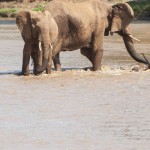 the mother elephant positions herself between the two siblings and uses her trunk to lift the baby out of the water