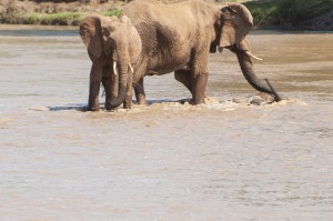 the mother elephant positions herself between the two siblings and uses her trunk to lift the baby out of the water