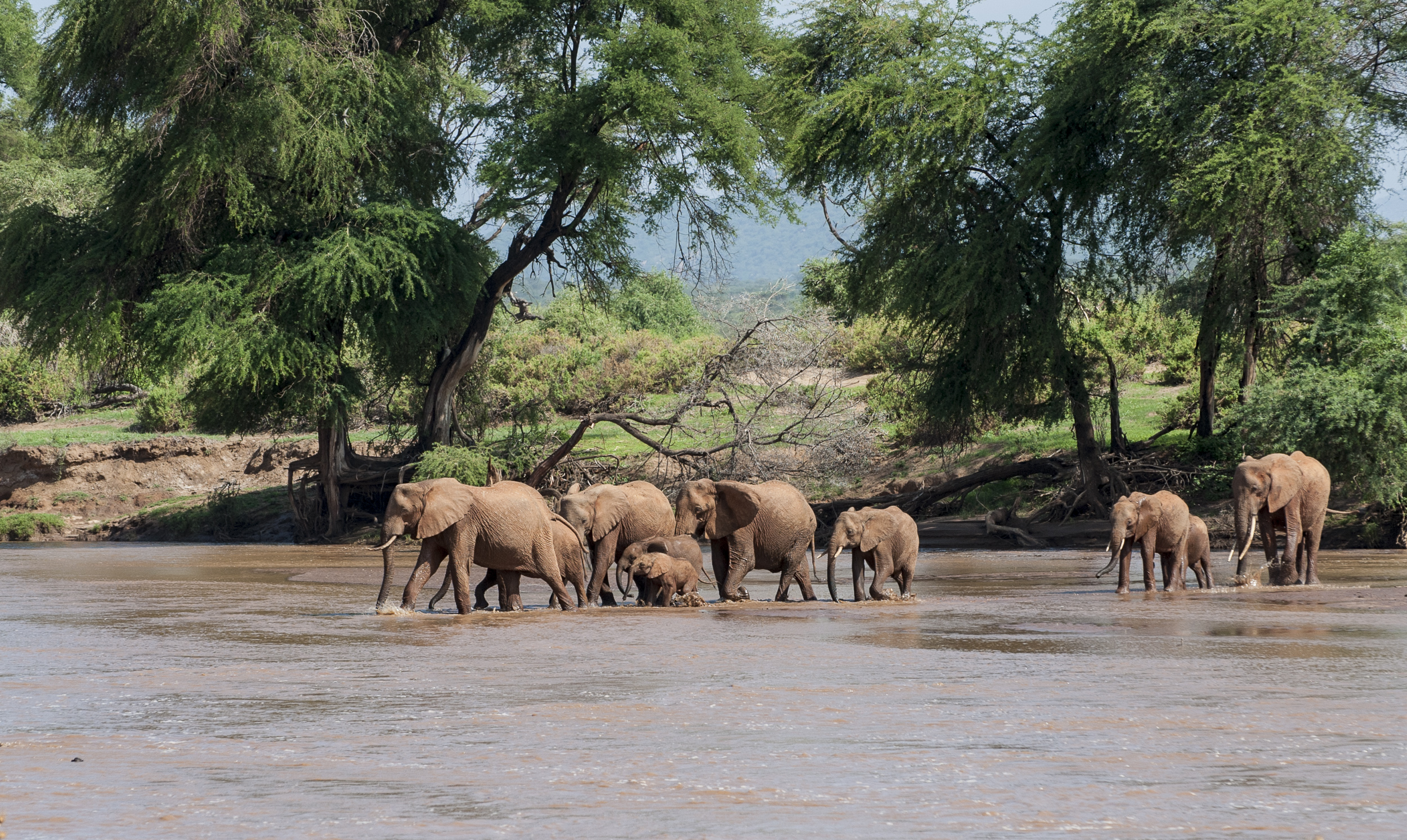 mixed breeding herd crossing the shallow Ewaso Ng'iro river